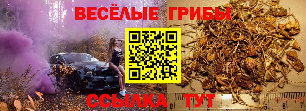 Сланцы  Псилоцибиновые грибы Psilocybe  Вход с VPN 